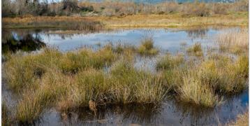 Wetlands