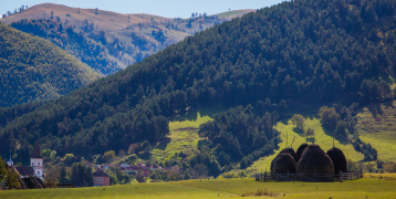 A green landscape with hills covered by dense forestry and a herder with cattle in front