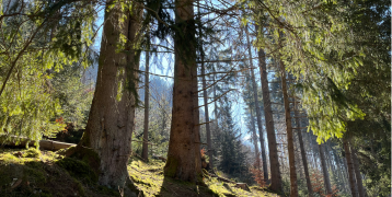 View of forest